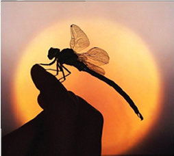 dragonfly and a sunset